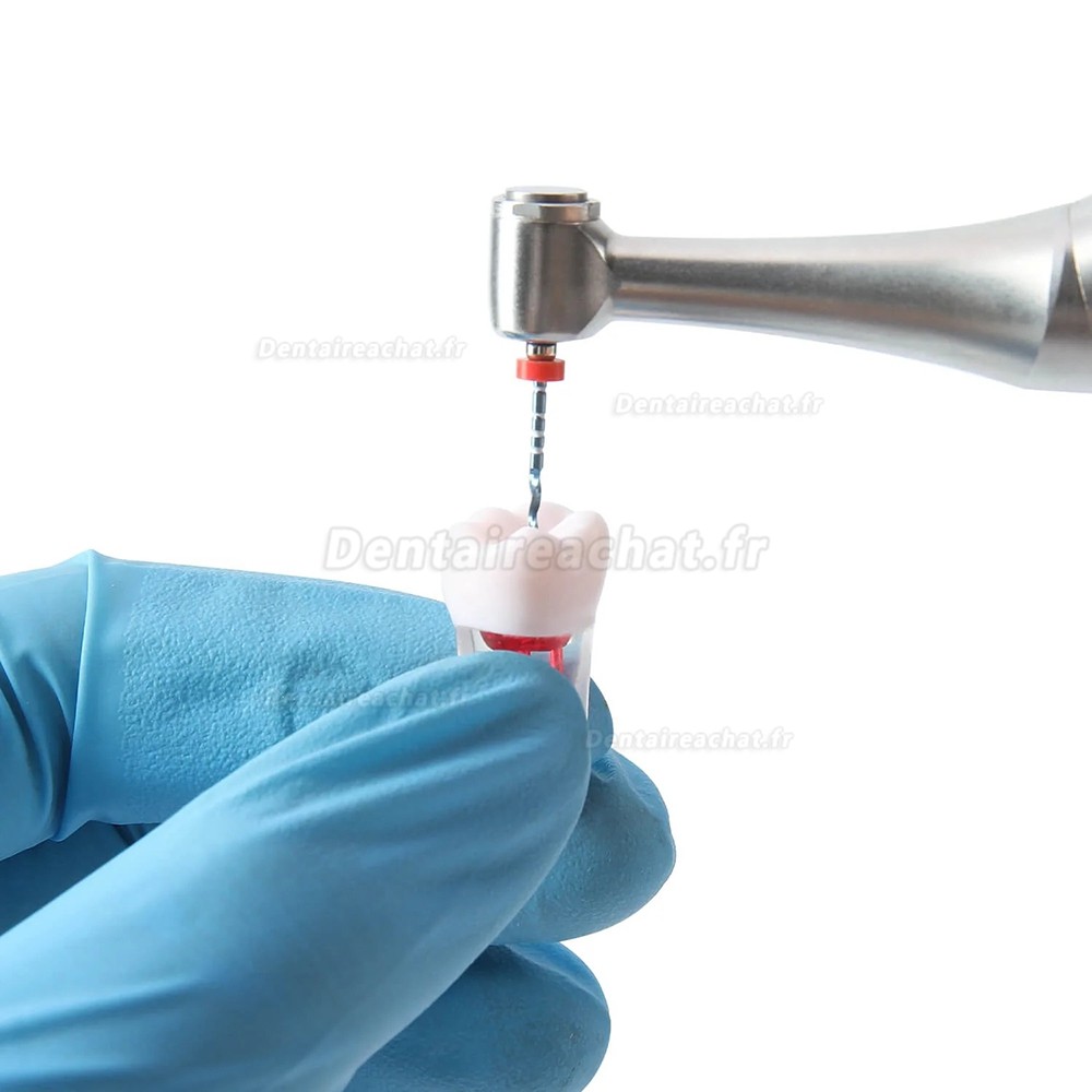 Modèle de dentier typodontique (28 pièces/ensemble), pour la pratique du traitement de canal.